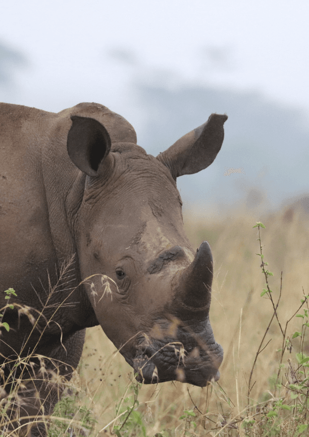 Rhinoceros Conservation